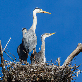   (Ardea cinerea)